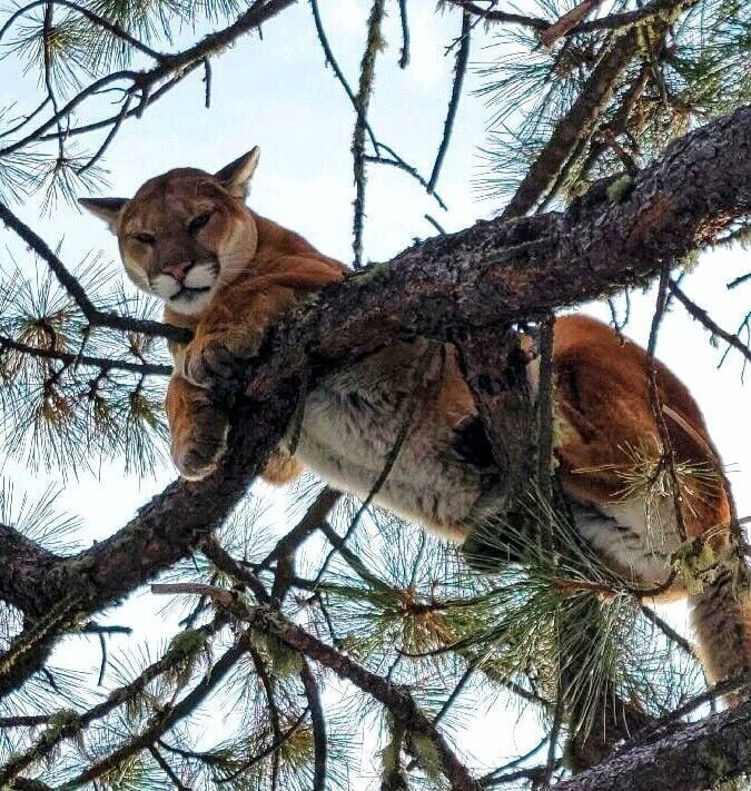 Mountain Lion