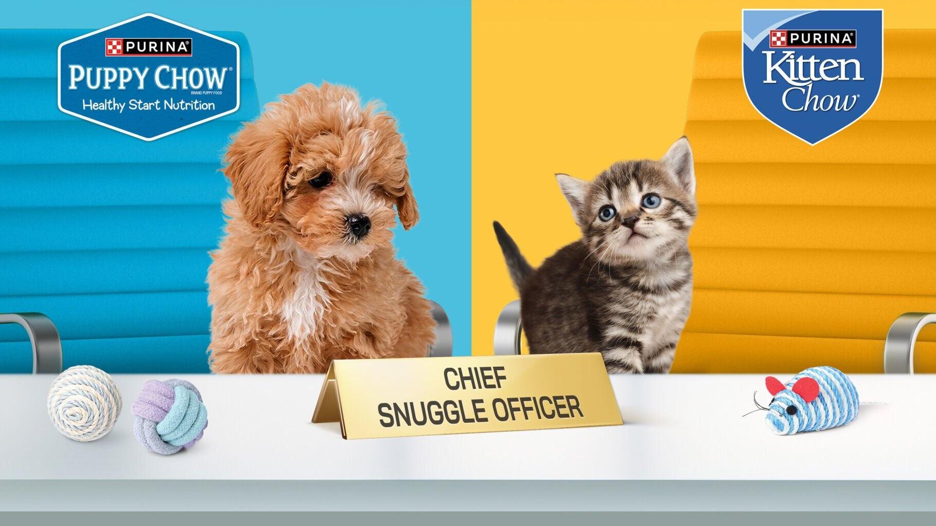 Purina Puppy Chow and Kitten Chow are bringing back their search for "Chief Snuggle Officers", looking for one puppy and one kitten to fill the roles. Two standout hires will be named Chief Snuggle Officers and will each earn a $25,000 “salary”