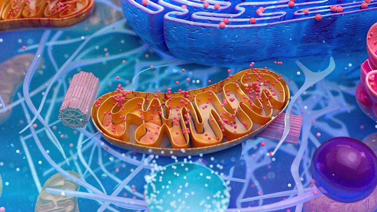 Why mitochondrial health is central to energy, aging and disease