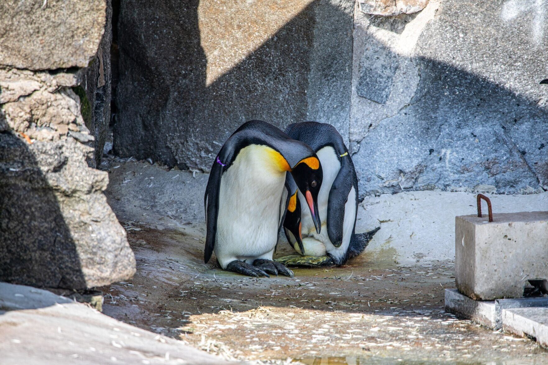 Scotland’s first king penguin egg in 17 years has been laid at the Royal Zoological Society of Scotland’s (RZSS) Edinburgh Zoo.