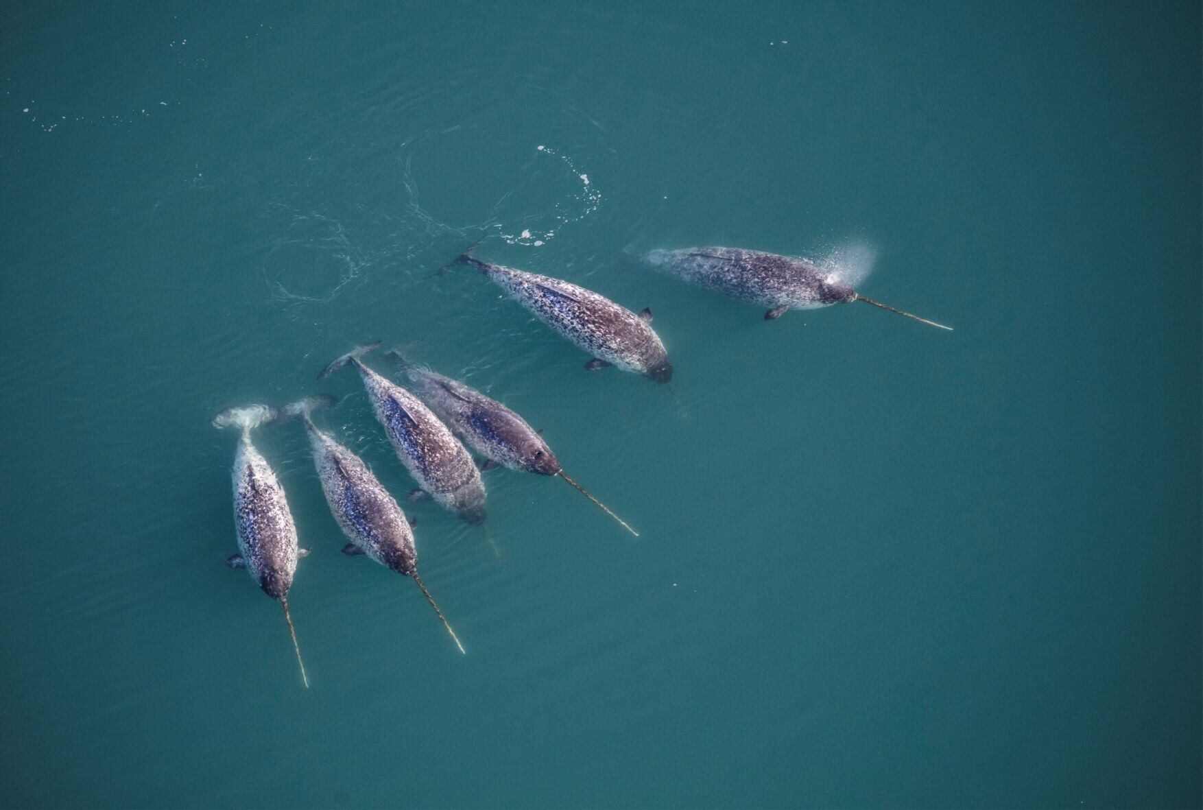 Hidden secrets of the narwhal’s twisted tusk revealed using X-ray technology