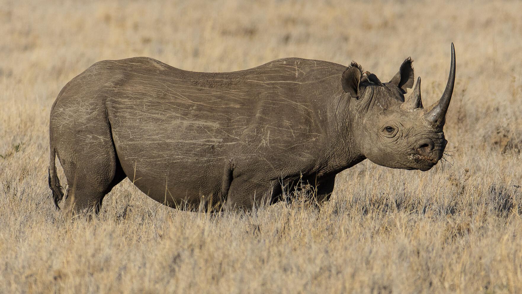 Black rhino in Kenya. Credit: San Diego Zoo Wildlife Alliance