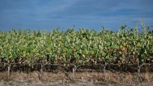 Winegrowers believe that climate change will inevitably reshape France's wine map