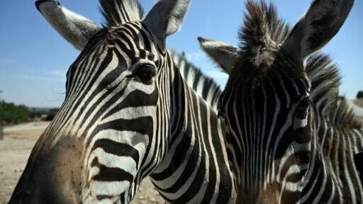 There are about 2,000 animals at the park