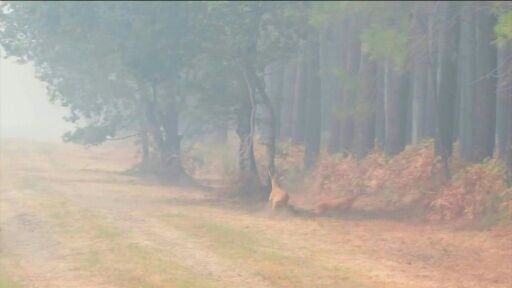 Roe deer try to escape wildfires in southwest France
