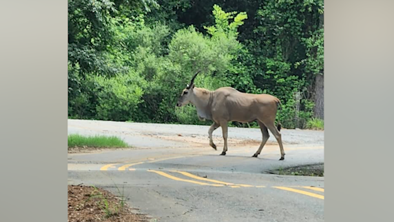 Eland-spotting
