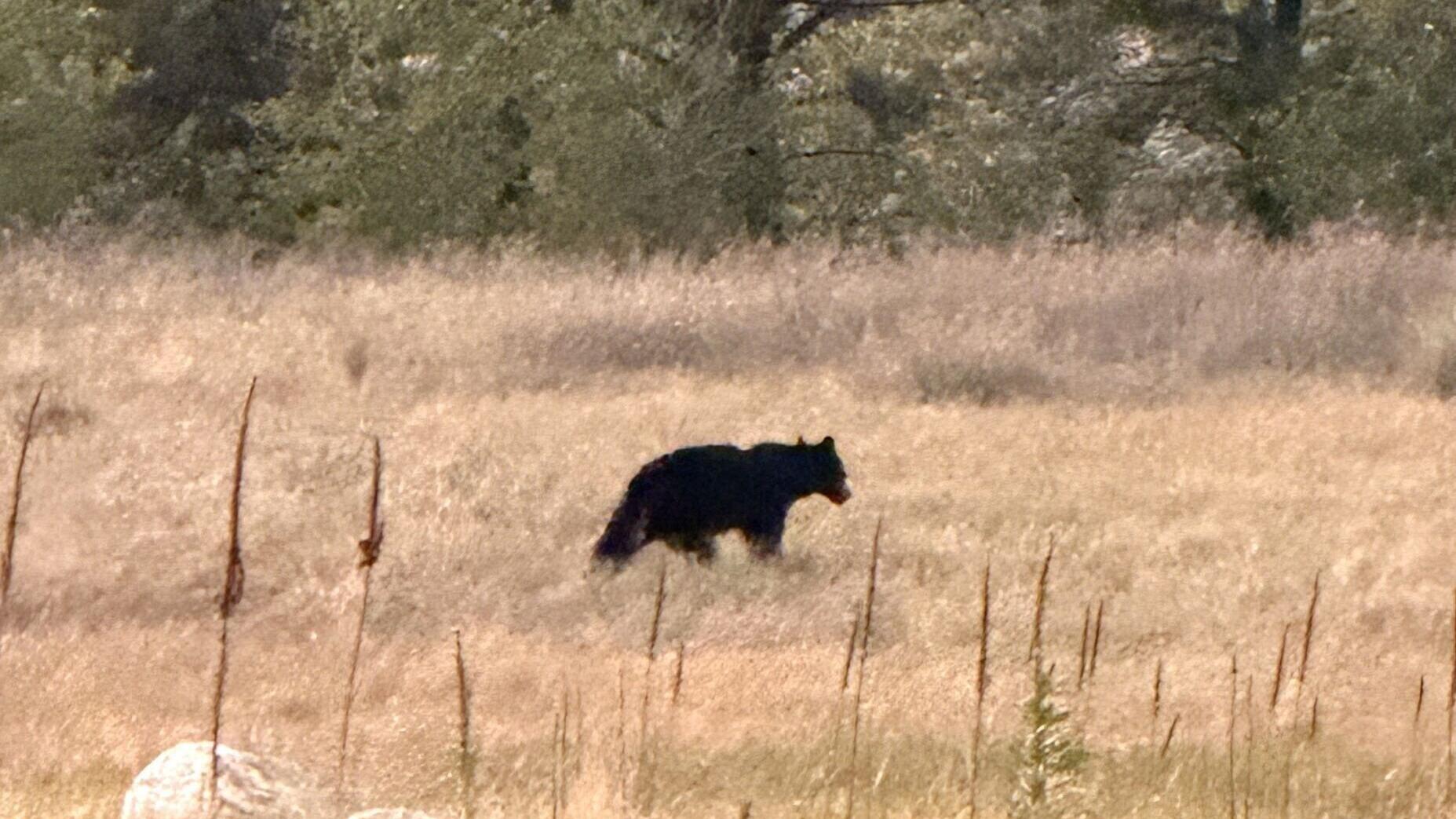 BearsCliffSwallow.jpeg