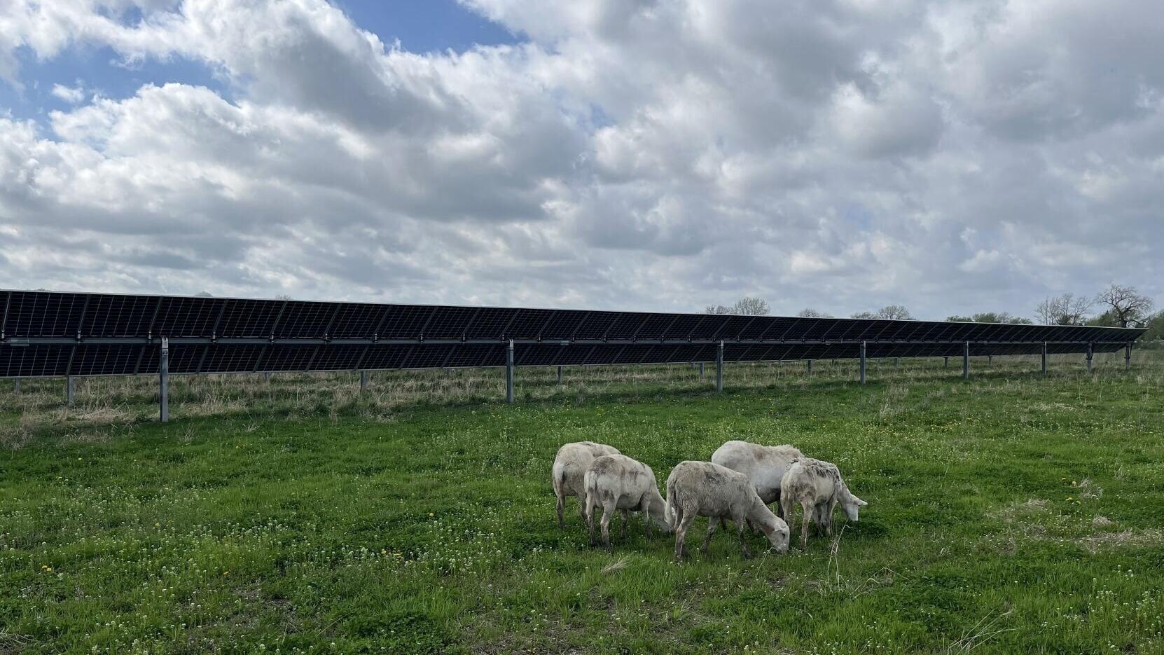 Sheep graze among solar panels at a community solar site in Sauk Village, Illinois. Credit: The Pew Charitable Trusts