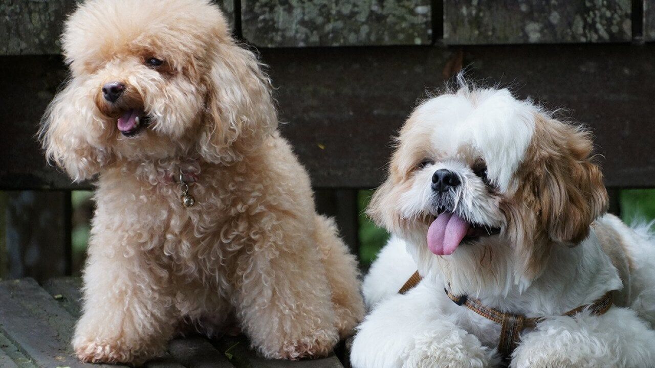 10 small hypoallergenic dog breeds that barely shed