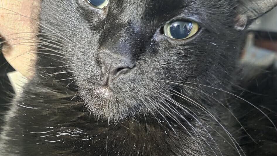 Roamin found out the hard way how dangerous ingesting onions are for cats.