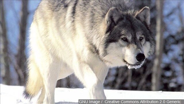 Montana to switch how it counts wolves in the state