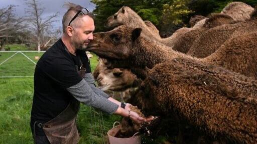 Humpalicious farm's camels are fed grain left over from the brewing process, and their dung is then used to smoke the malt for the beer