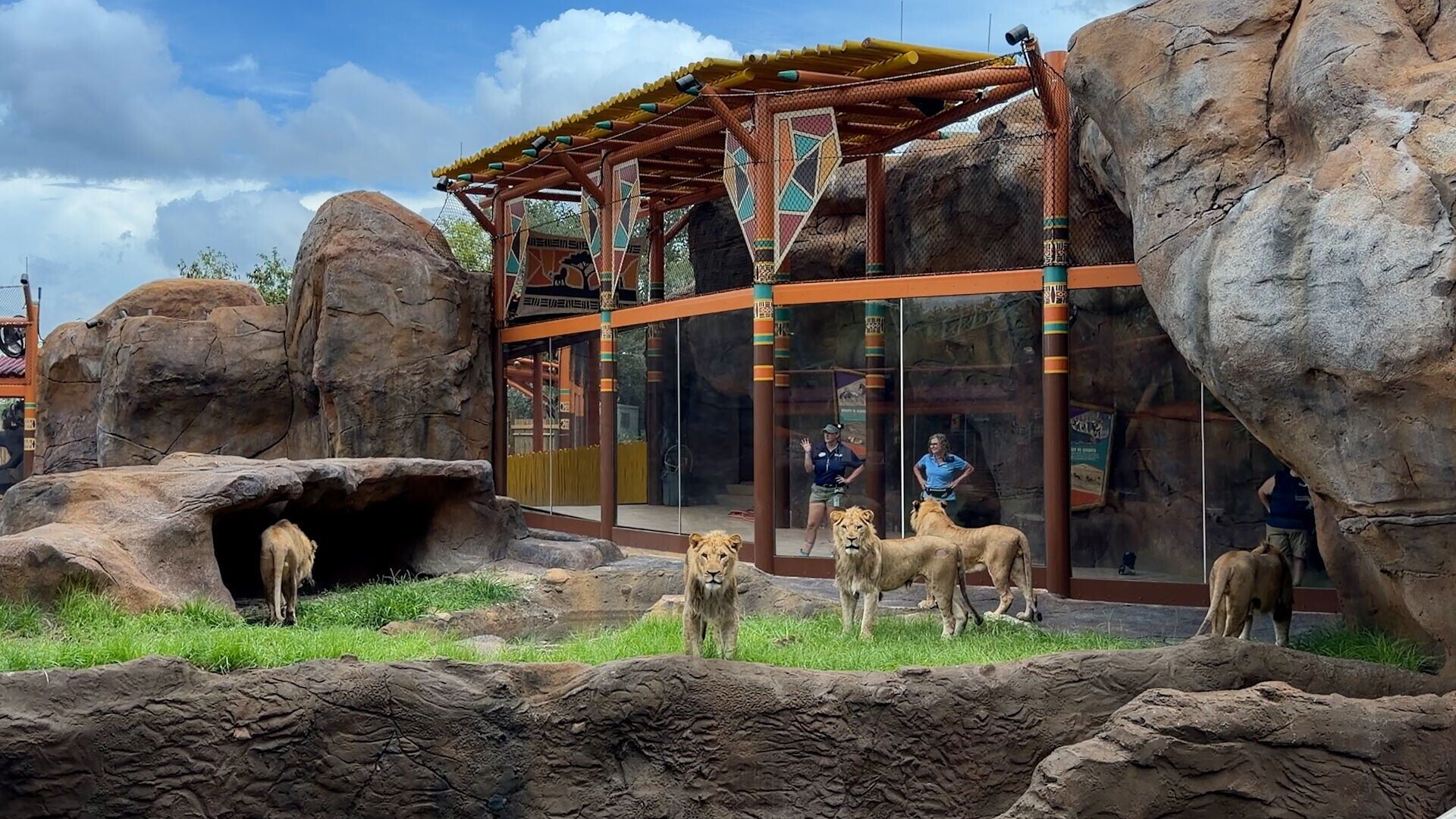 Busch Gardens Tampa Bay officially opened the all-new Lion &amp; Hyena Ridge, featuring five majestic lions and two playful hyenas. At 38,000 square feet, Lion &amp; Hyena Ridge transports guests to the heart of Africa with immersive viewing areas and naturalis...