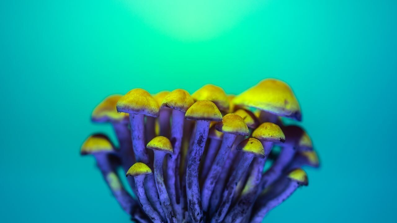 pexels-marek-piwnicki-3907296-13922619