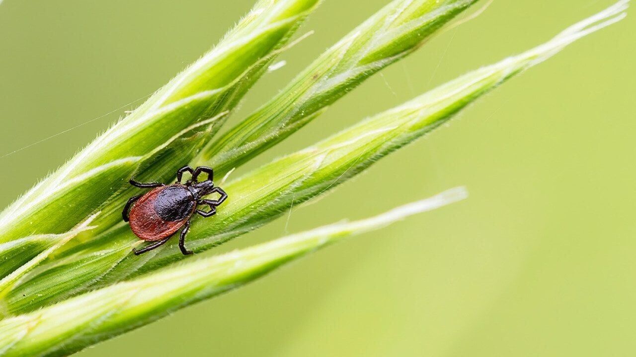 Check yourself or someone else: 2026 is the summer of ticks
