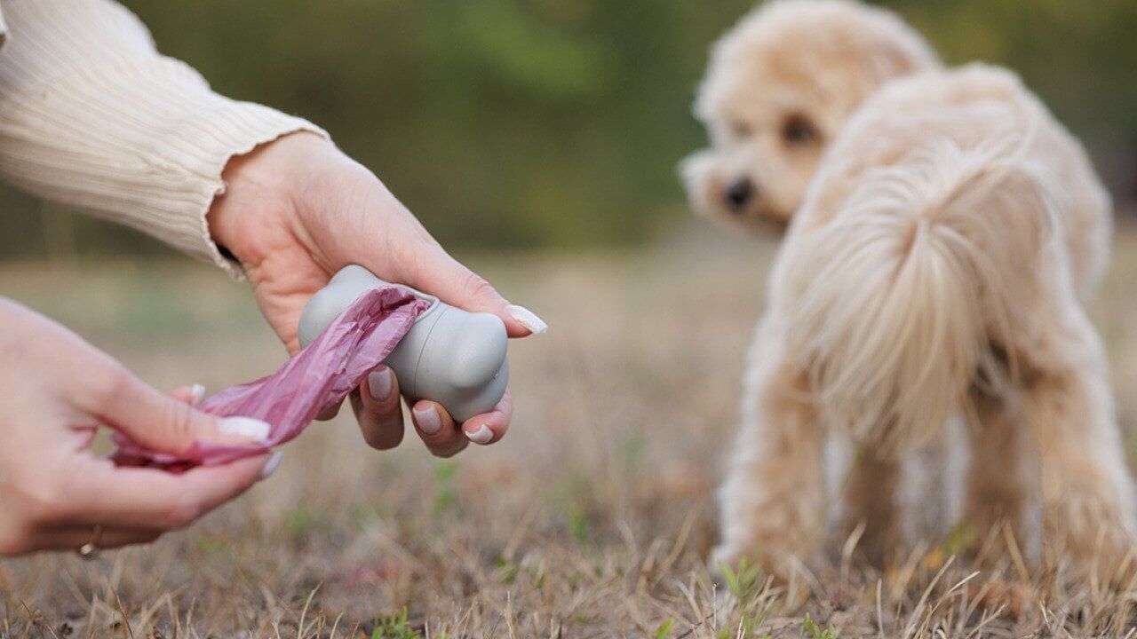 The poop scoop: Dog digestion myths debunked
