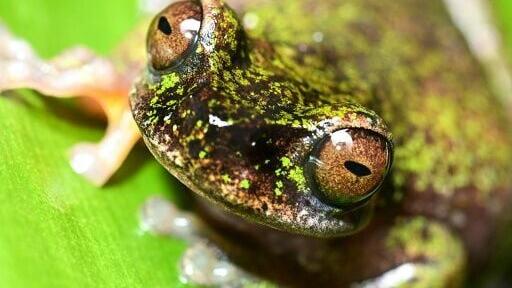 A new species of tree frog that feeds on insects in coffee groves has been found in Costa Rica 