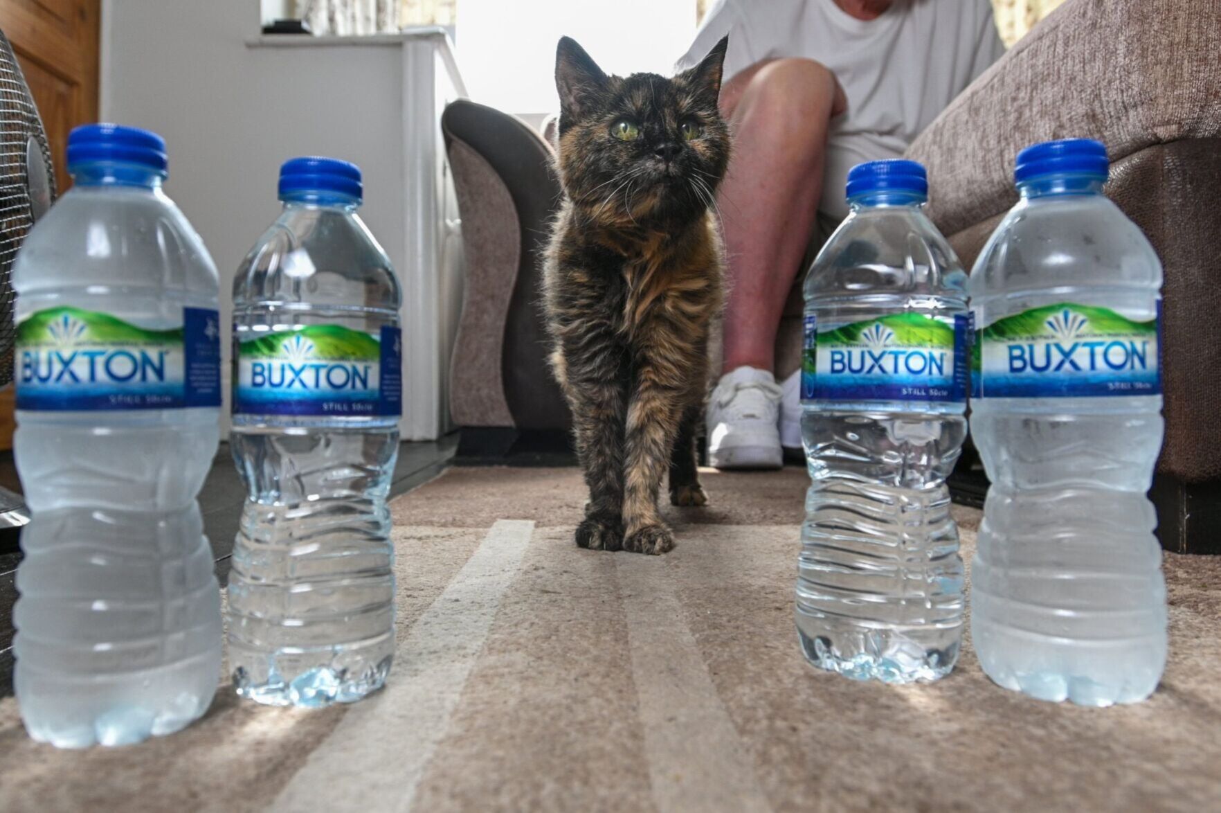 Animal lover says spring water is the key to world’s oldest cat’s long life