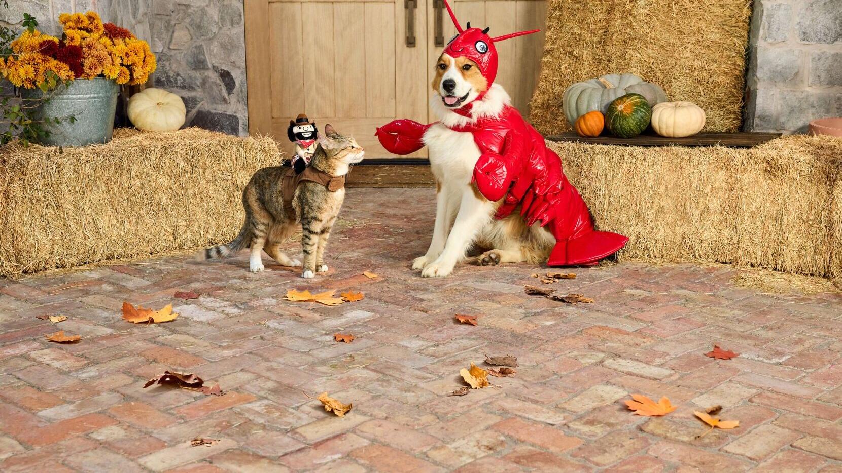 Credit: PetSmart