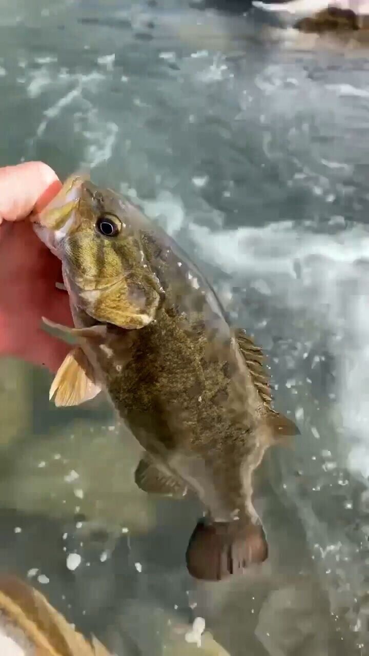Smallmouth bass