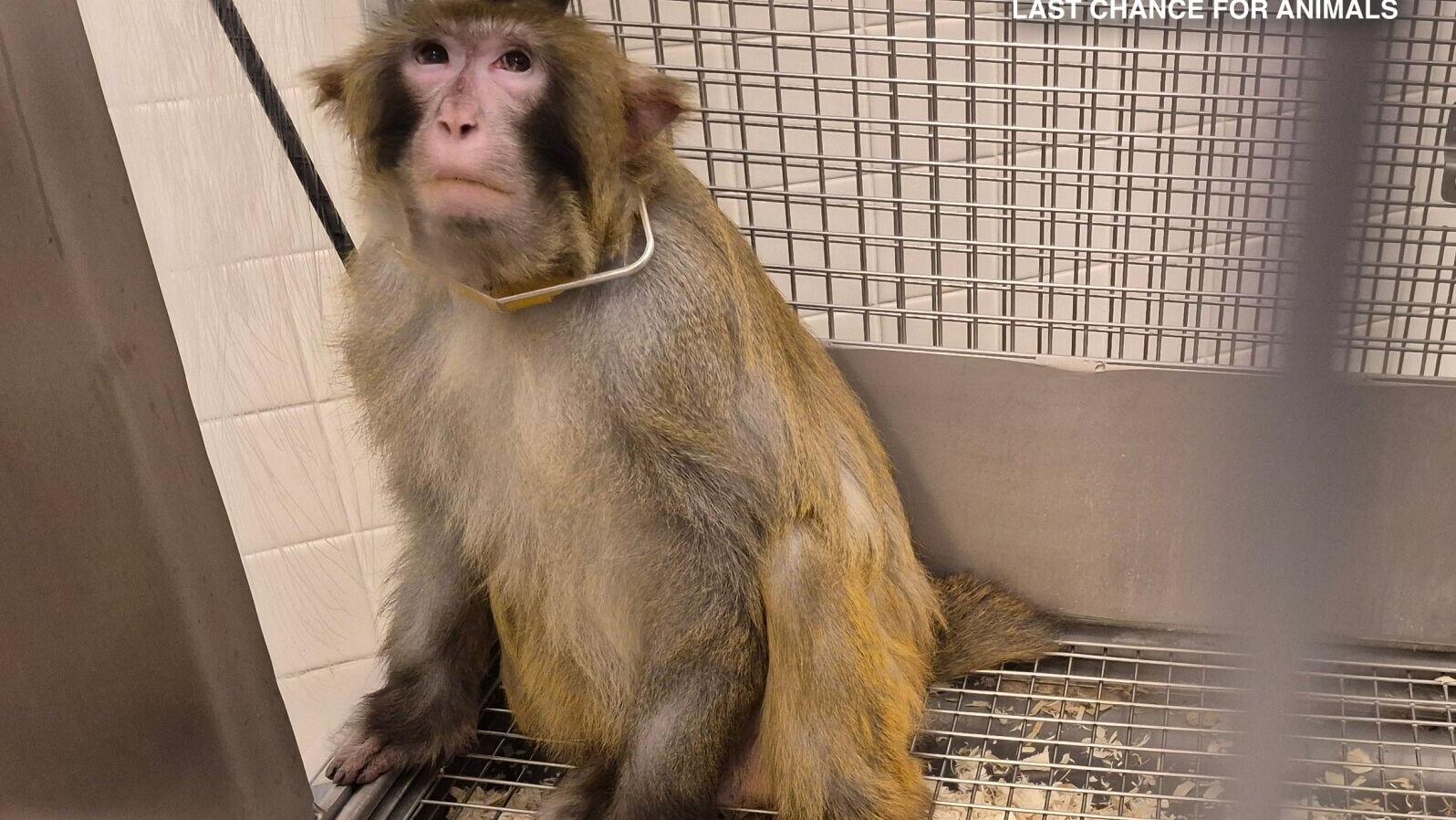 A macaque named Kenny sits in isolation at a York University laboratory.