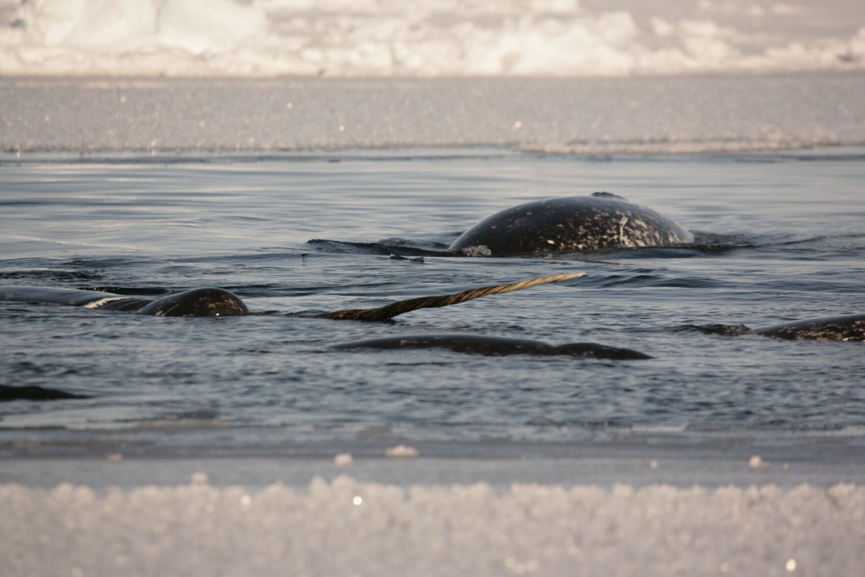 Hidden secrets of the narwhal’s twisted tusk revealed using X-ray technology