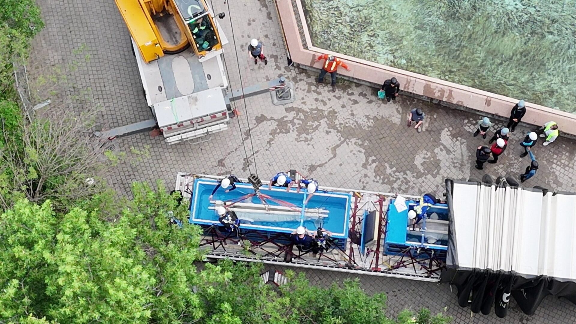 Belugas moved in rescue mission