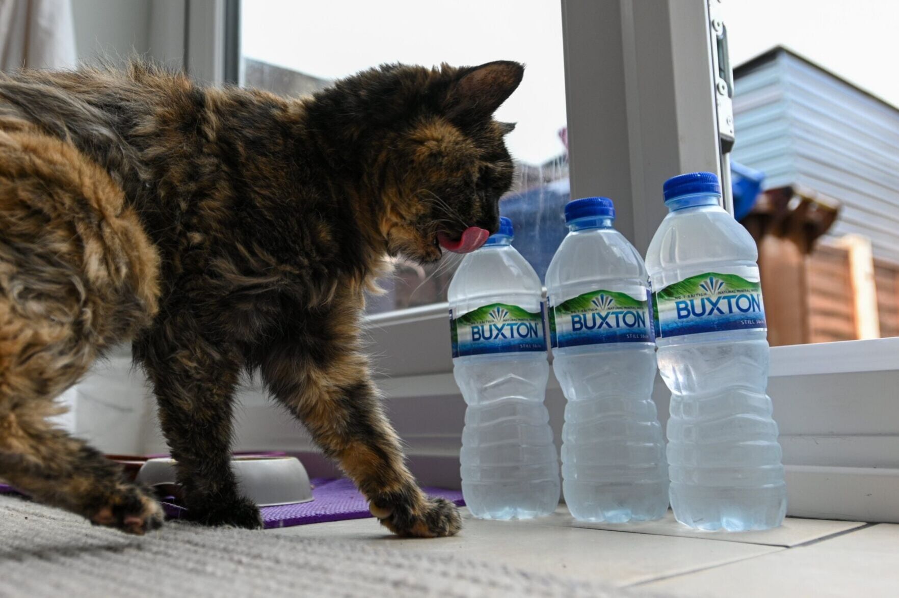 Animal lover says spring water is the key to world’s oldest cat’s long life