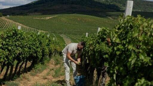 Assessing ripeness before the grape harvest at the Chizay vineyard in Berehove, western Ukraine
