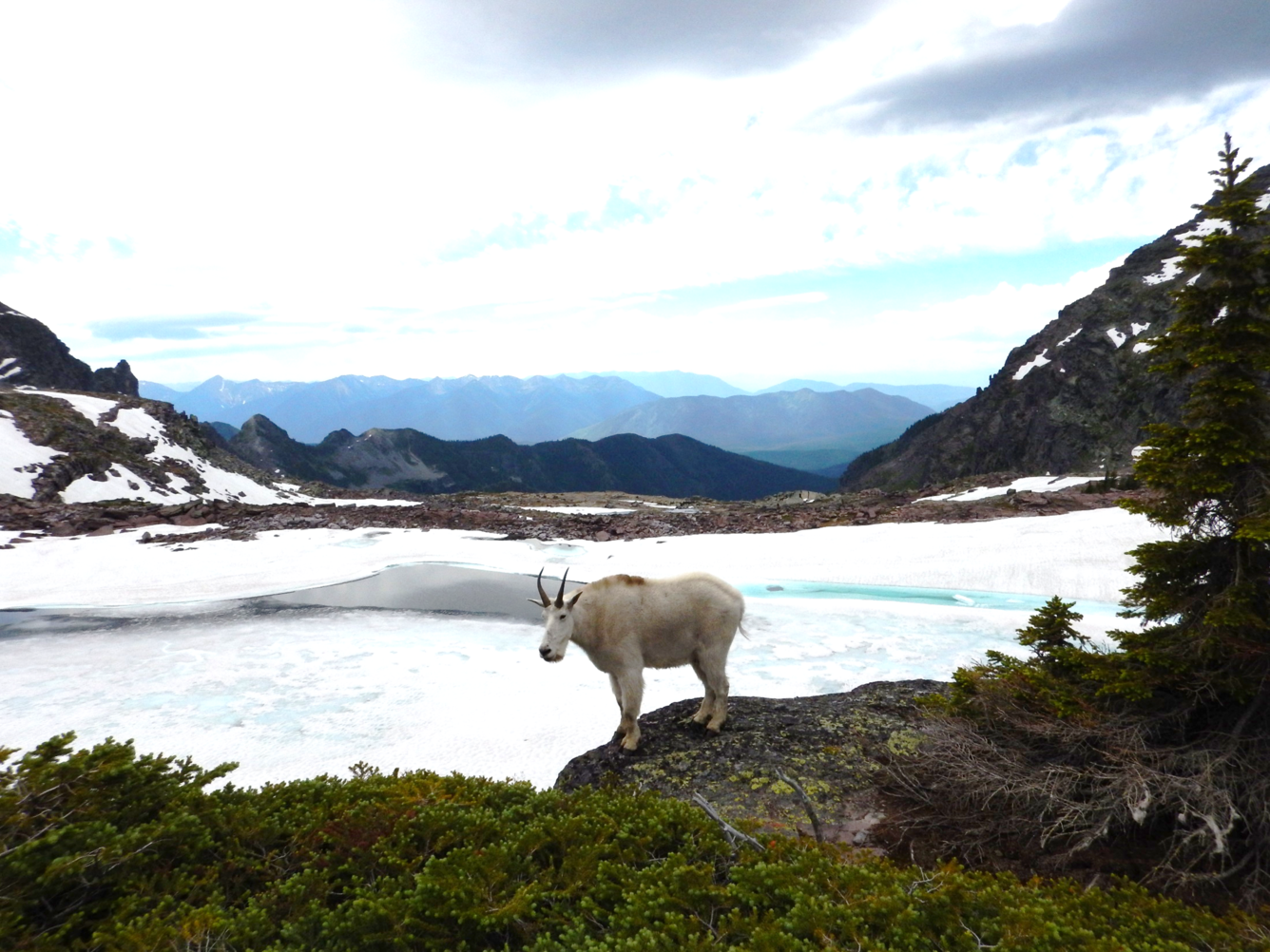 Mountain goat in Glacier National Park