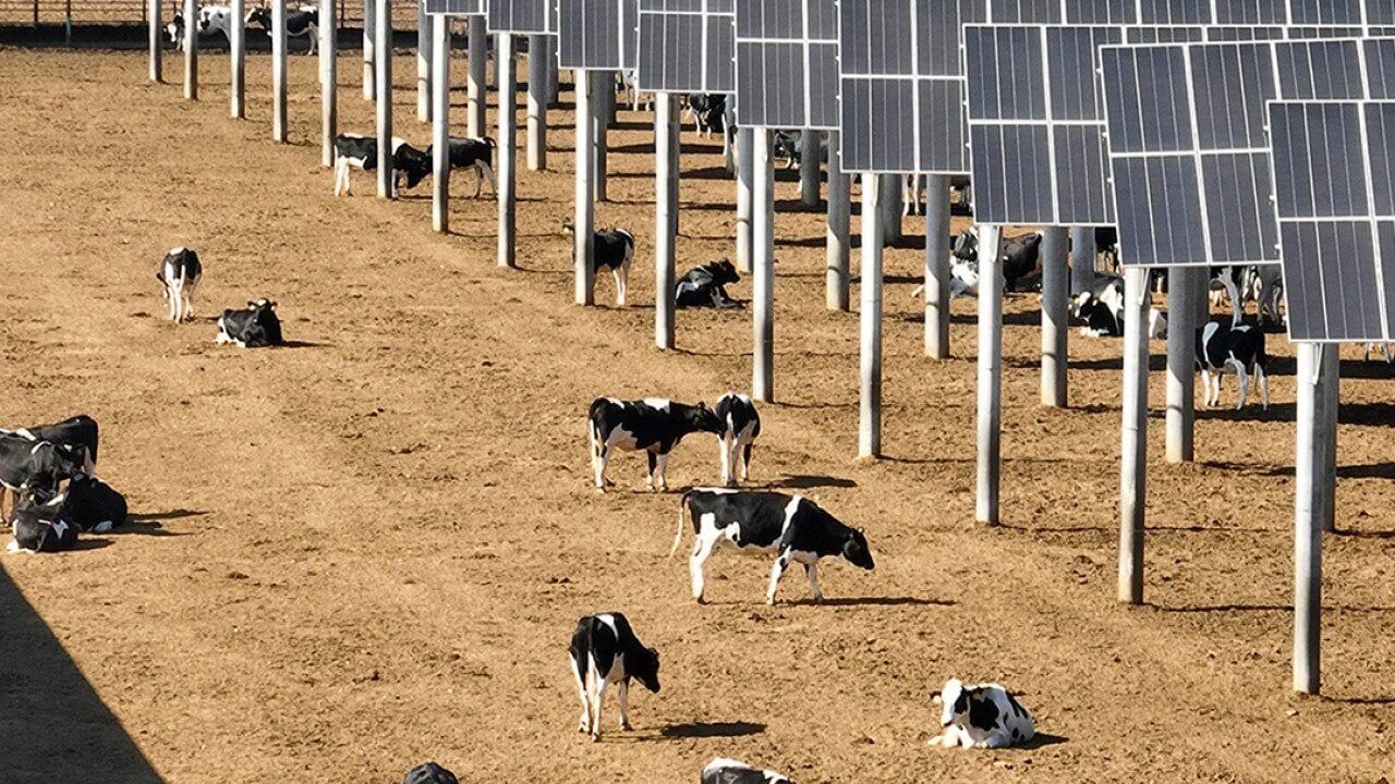 98% greenwashing: Big Meat follows in Big Oil’s footsteps