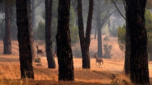 Deer flee from a wildfire in Avila province, Spain, on July 27