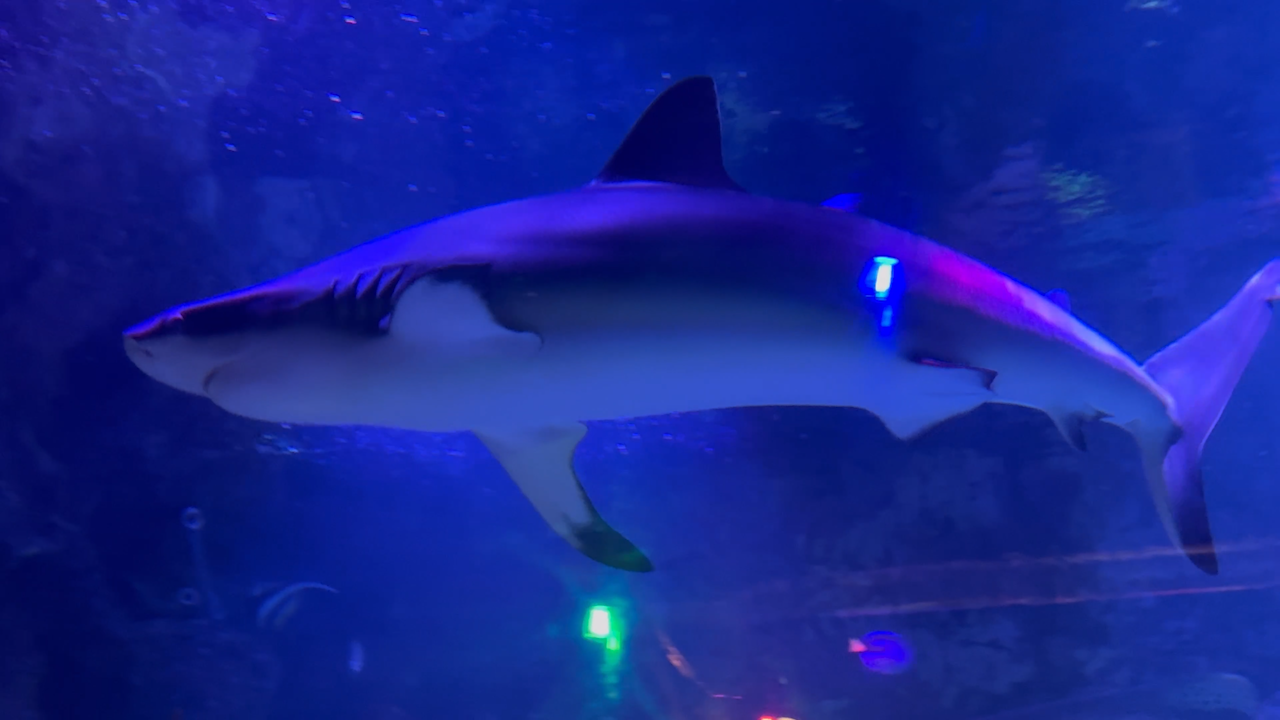 shark week