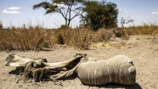 While observers still question the possible cause of death, several specialists interviewed by AFP dismiss poisoning