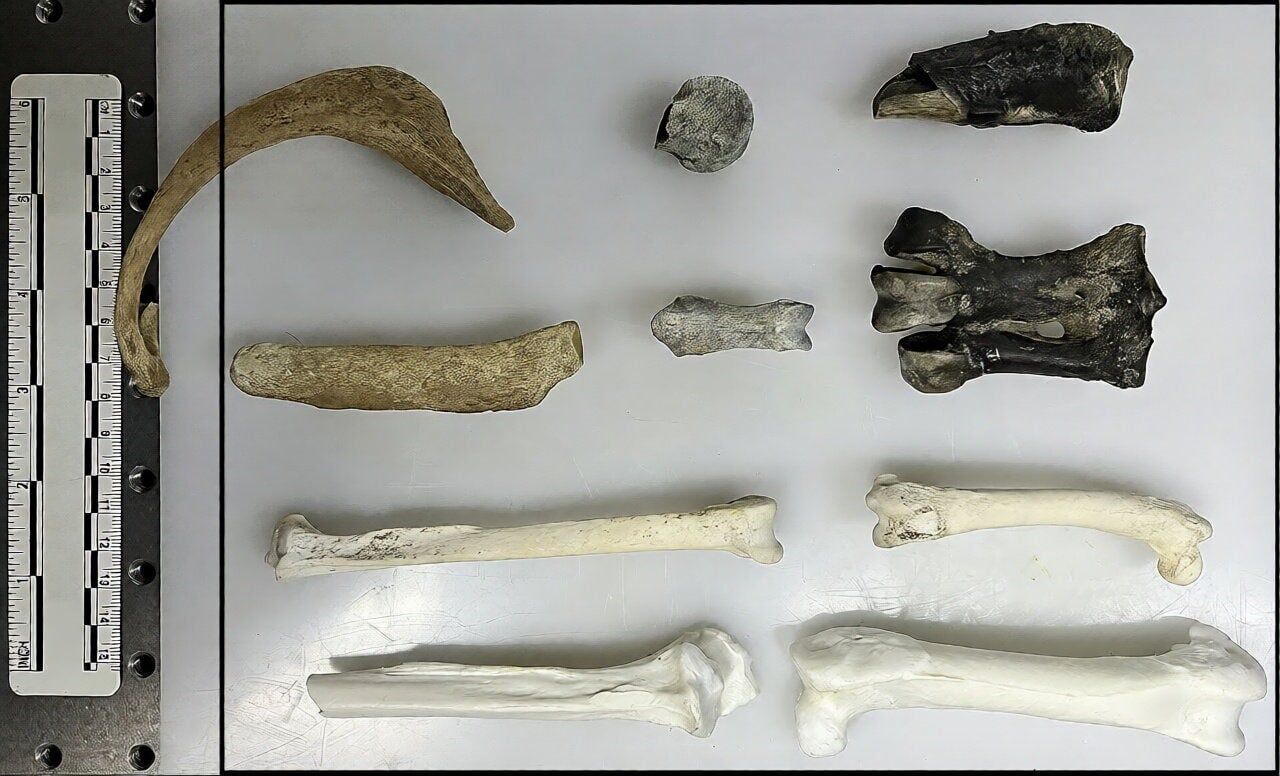 Ancient penguin fossils offer new window into Antarctica’s changing climate