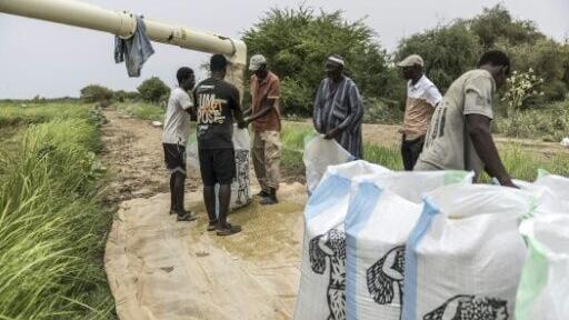 Moussa Ndiaye (C, in grey) and workers filled bags with rice harvested from his paddy on the outskirts of Lampsar, Senegal