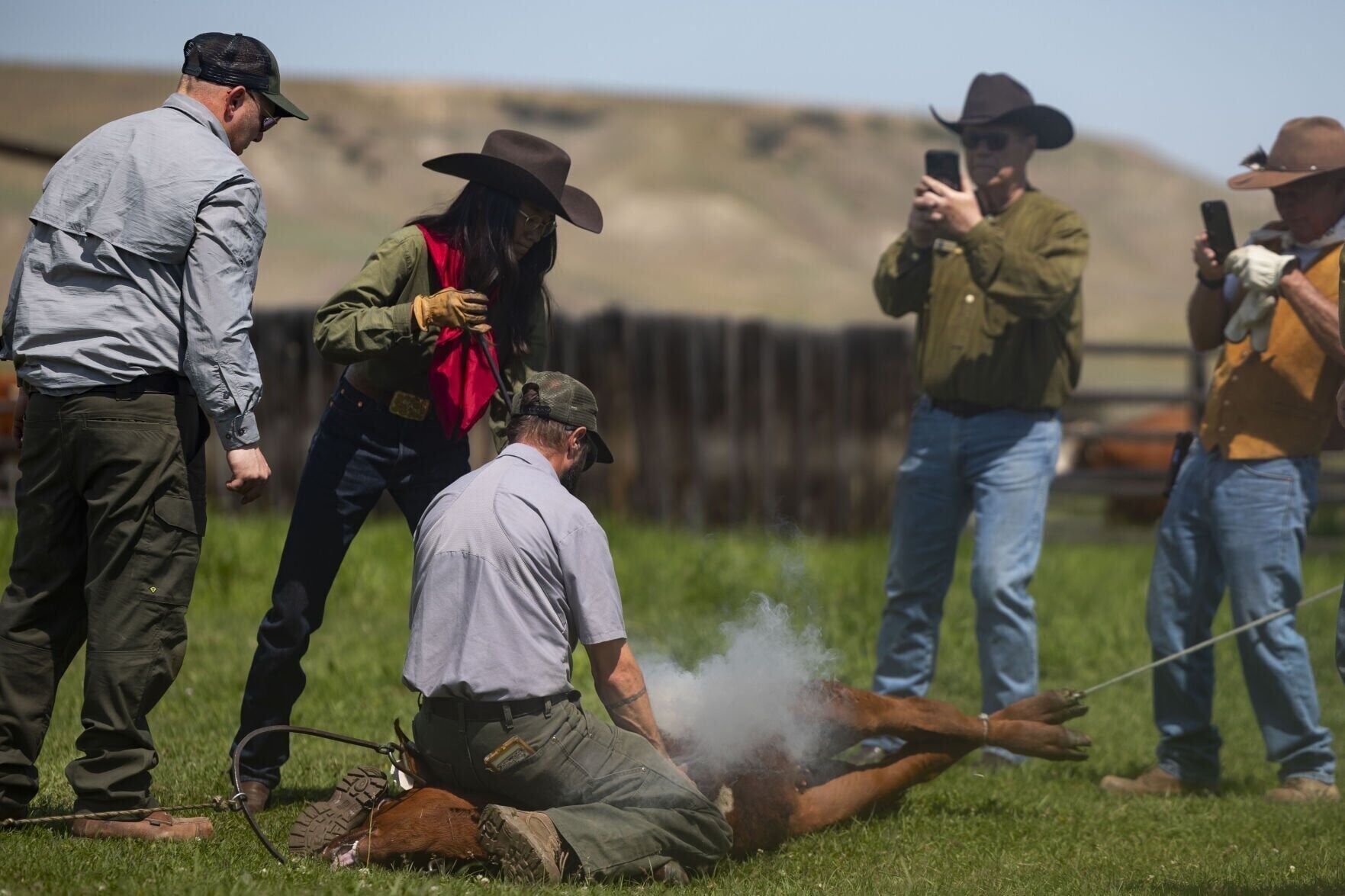 Cattle branding at Grant-Kohrs Ranch
