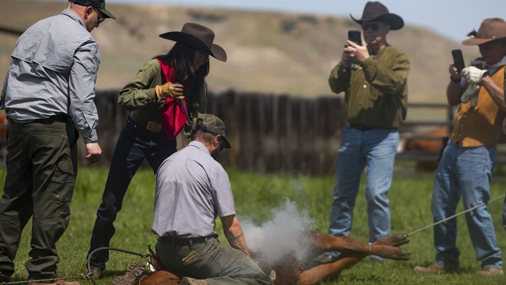 Cattle branding at Grant-Kohrs Ranch