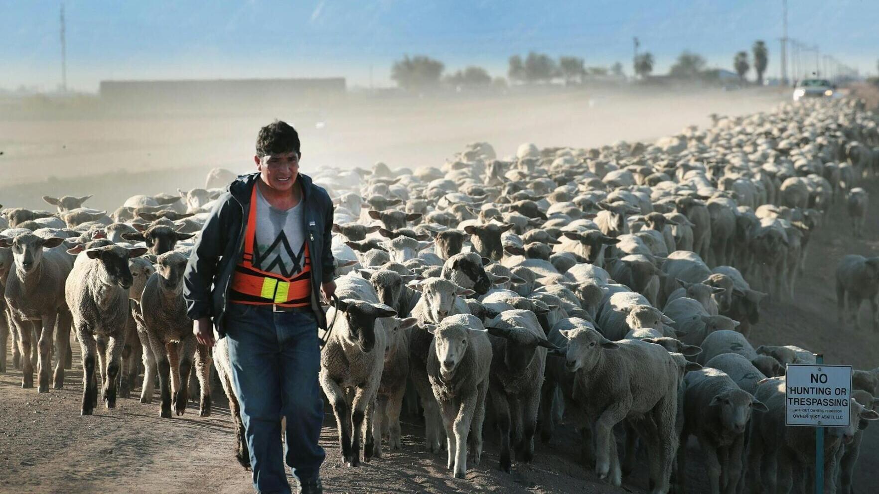 A herder helps to move a flock of sheep near California's border with Mexico to graze on alfalfa in 2025.