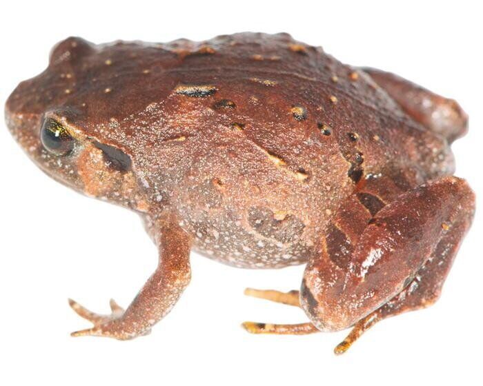 Seven new species of frog discovered on island