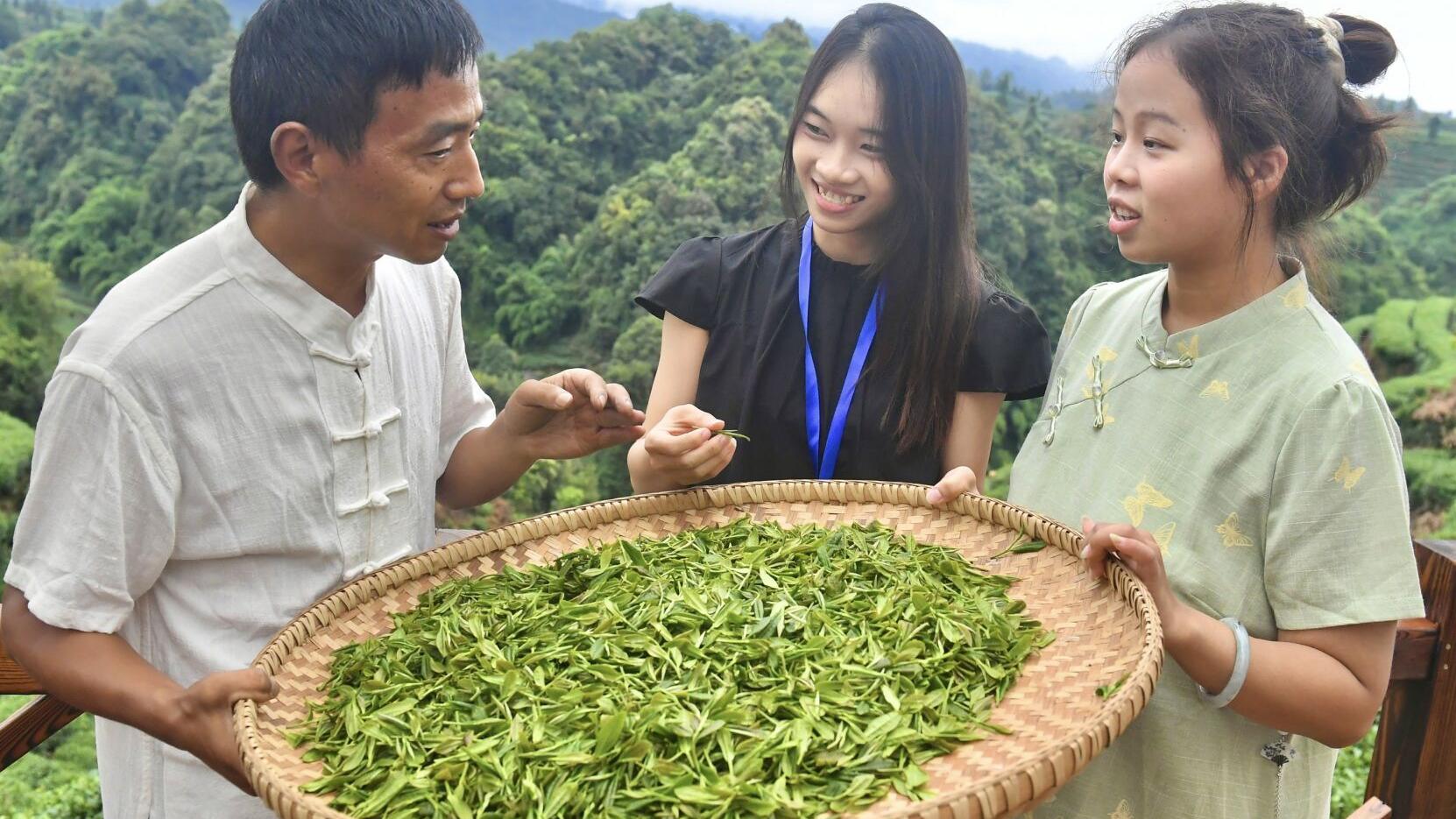 International students enjoy tea picking