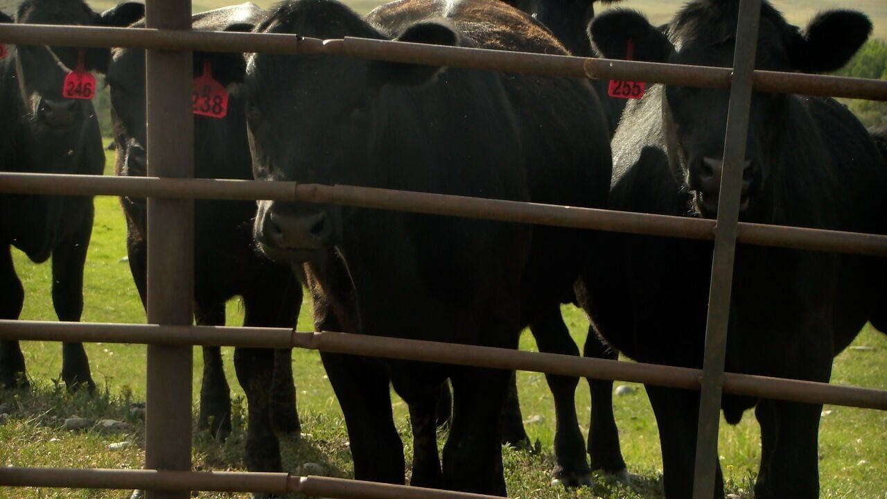 Montana lawmakers working on bill targeting shortage of rural veterinarians