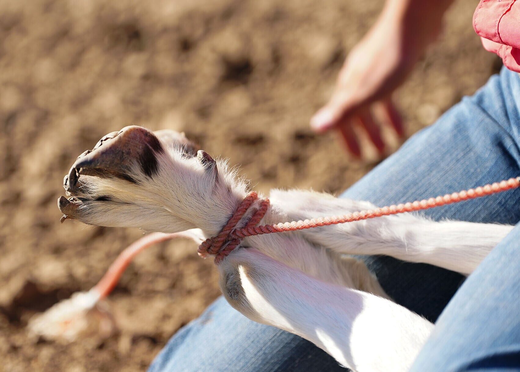 Kail Wood, 15, practices goat tying on June 15
