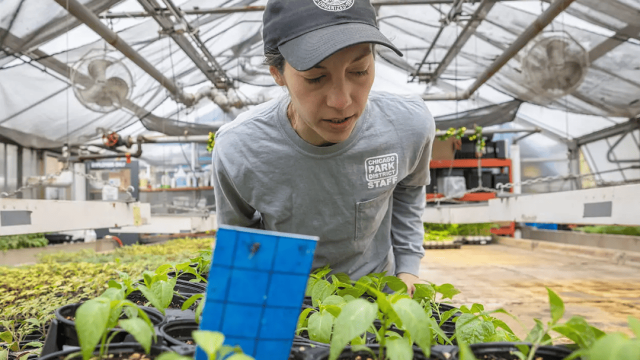 Once dismissed as weeds, native plants are now flying off the shelves