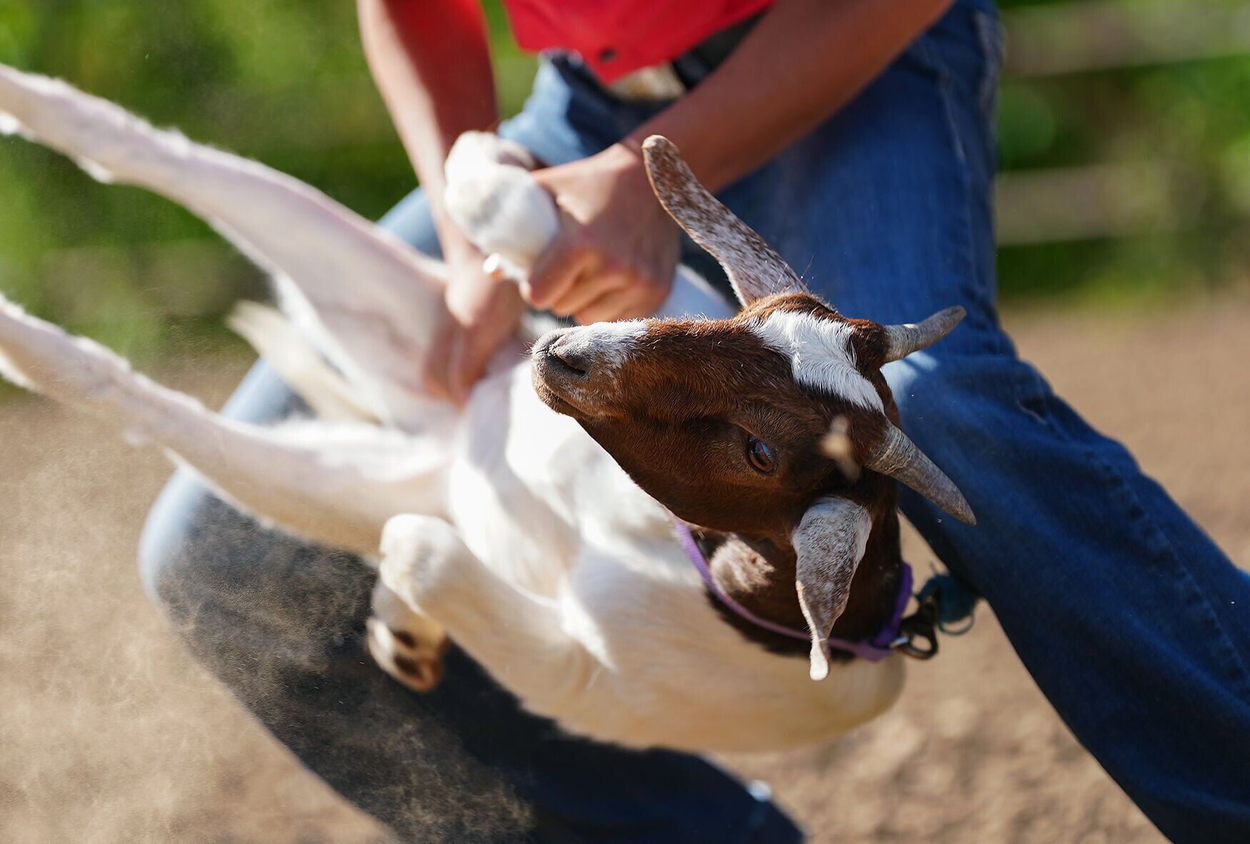 Kail Wood, 15, goat tying on June 15 at her home in La Plata, Mo.