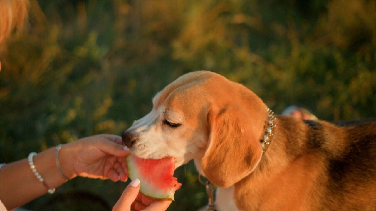 Beagle
