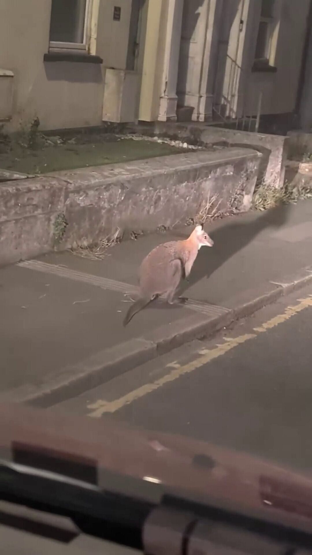 Wallaby spotted hopping around Cornish countryside