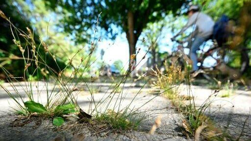 A cyclist rides past an overgrown sidewalk in Berlin