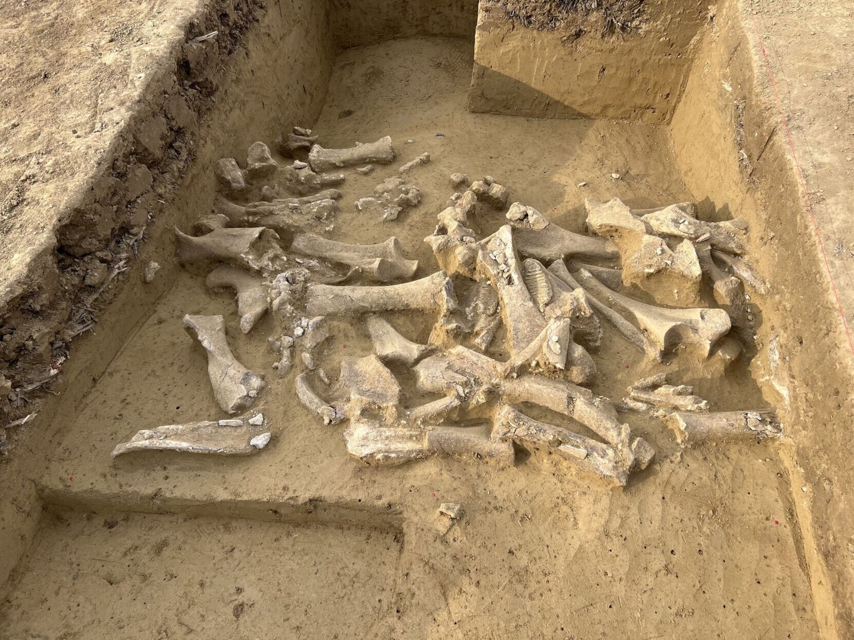 Cavemen targeted female mammoths, suggests new research