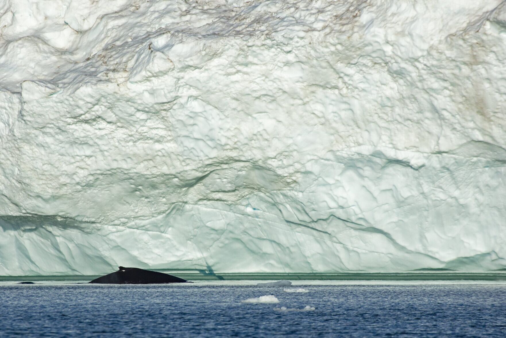 Whales drawn to “feeding frenzies” within Arctic Circle by warming waters